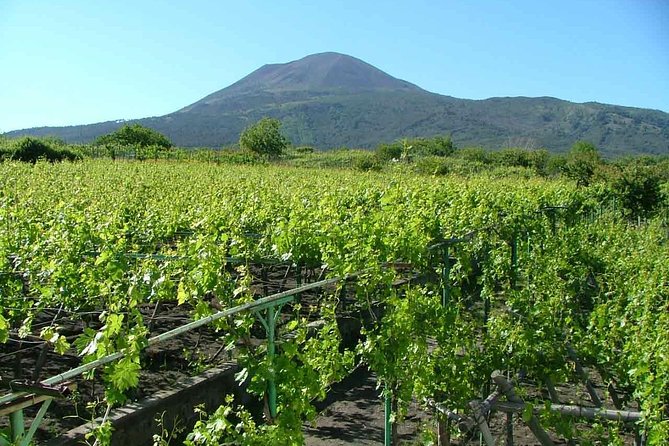 Vesuvius & Vineyard select from Sorrento - Who Will Enjoy This Vesuvius & Vineyard Tour