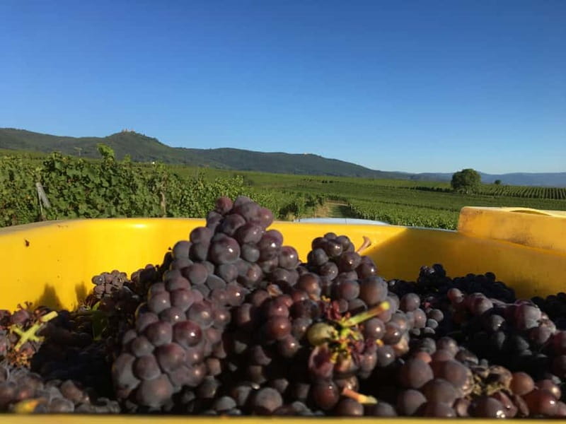 Vgtlinshoffen: Alsace Wine Tasting - Accessibility and Group Arrangements