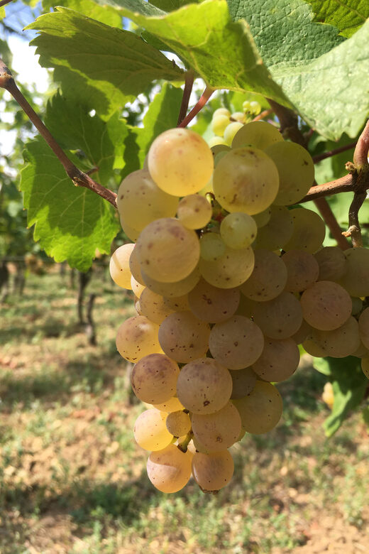 Vgtlinshoffen: Alsace Wine Tasting - Logistics: Meeting Point and Bookings