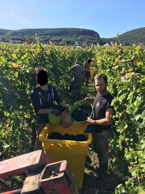 Vgtlinshoffen: Alsace Wine Tasting - Frequently Asked Questions