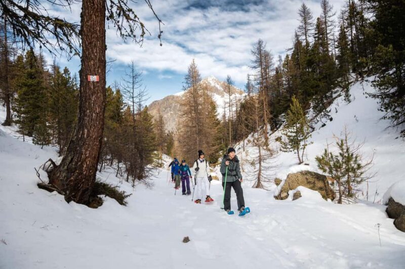 Vialattea: Snowshoeing in the Snowy Forest - Traversing the Dense Larch Forests from the Start