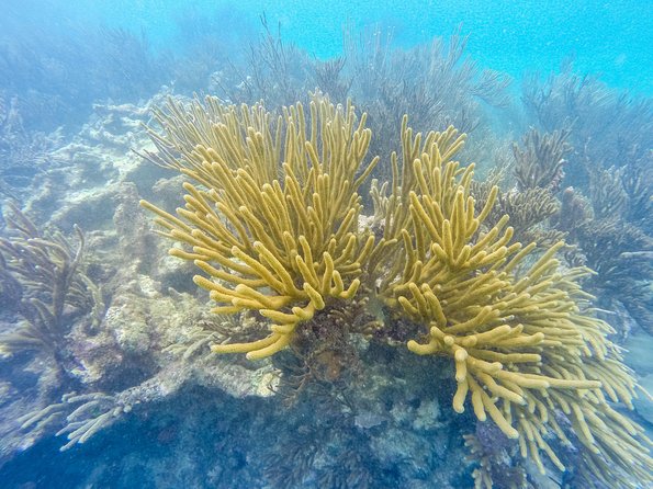 Viator Exclusive: Tulum Ruins, Reef Snorkeling, Cenote and Caves - The Hearty Mexican Lunch: Fajitas and Yucatan BBQ Pork