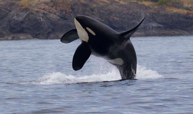 Victoria, BC: 3-Hour Ultimate Whale & Marine Wildlife Tour - The Vessel: Designed for Comfort and Wildlife Viewing