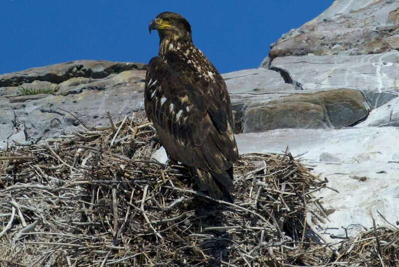 Victoria, BC: 3-Hour Ultimate Whale & Marine Wildlife Tour - What Marine Wildlife Is Likely to Be Seen?