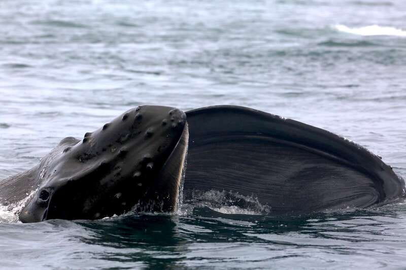 Victoria, BC: 3-Hour Ultimate Whale & Marine Wildlife Tour - Expert Guides and Educational Insights
