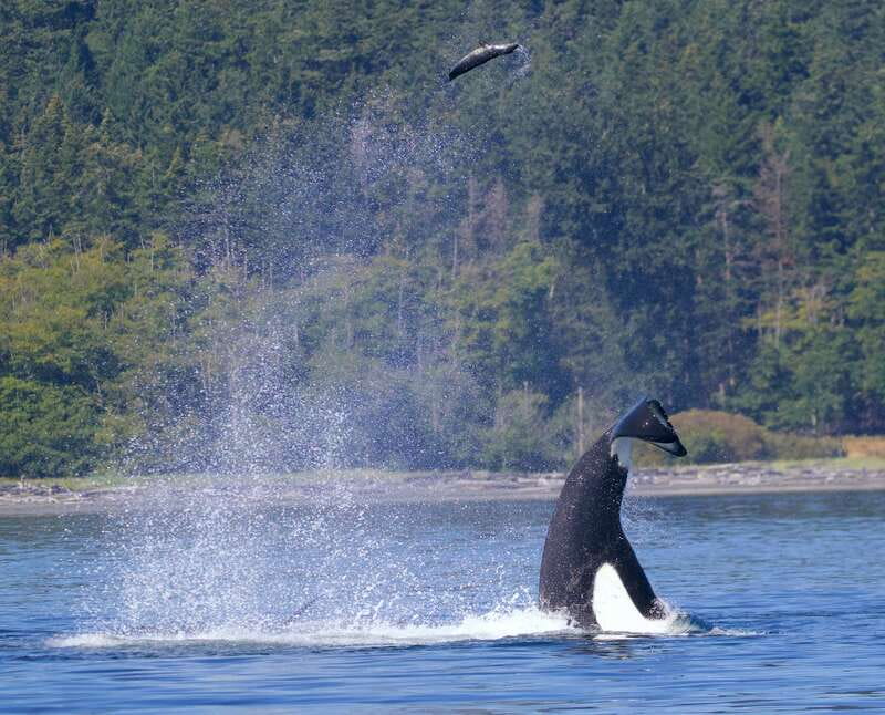 Victoria, BC: 3-Hour Ultimate Whale & Marine Wildlife Tour - The Wildlife Watching Experience: From Playful Porpoises to Majestic Humpbacks