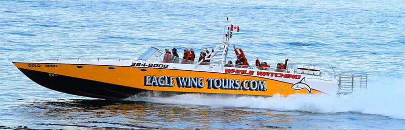 Victoria: Morning Whale-Watching Tour in Scarab Boat - The Scarab Boat: Designed for Comfort and Visibility