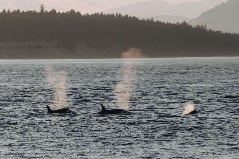 Victoria: Morning Whale-Watching Tour in Scarab Boat - The Naturalist Guide and Their Role