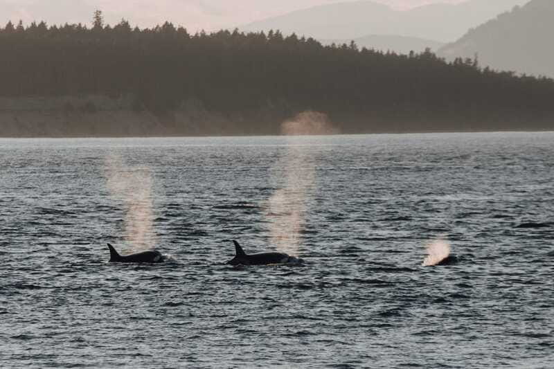 Victoria: Morning Whale-Watching Tour in Scarab Boat - Wildlife Viewing Success Rate and Timing