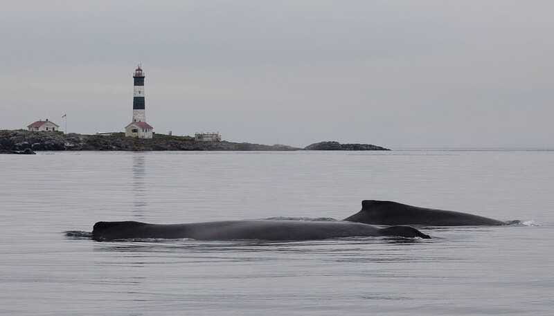 Victoria: Morning Whale-Watching Tour in Scarab Boat - Flexibility and Booking Options