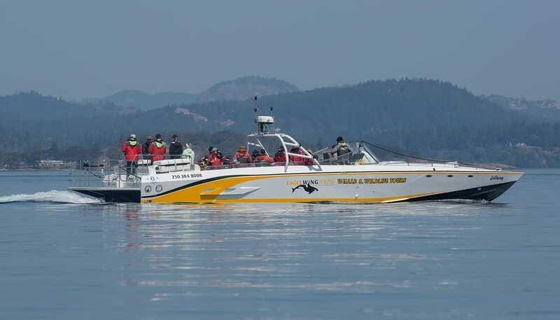 Victoria: Sunset Whale Watching Tour on an Open Scarab Boat - Discover the Sunset Whale Watching Tour on an Open Scarab Boat in Victoria