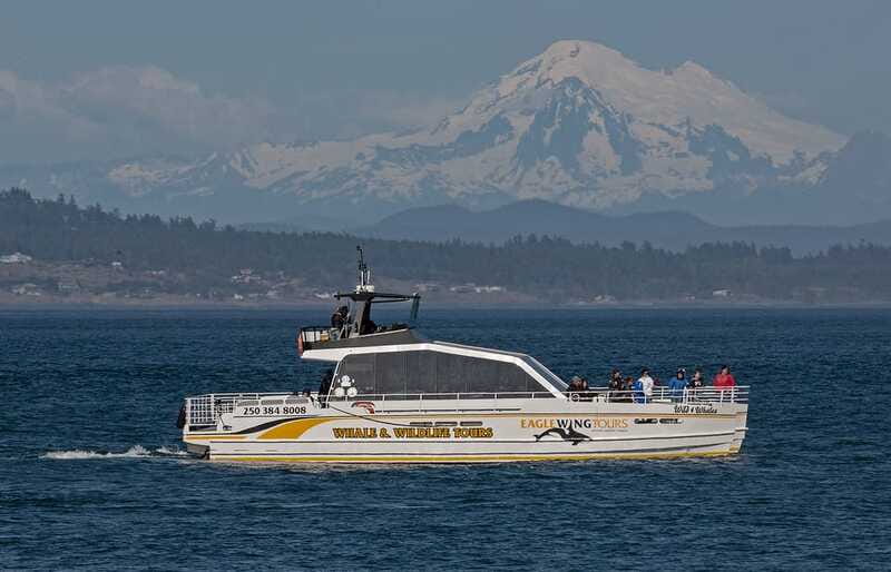 Victoria: Sunset Whale Watching Tour on Semi-Covered Boat - Wildlife in the Salish Sea: Whales, Seals, and Eagles