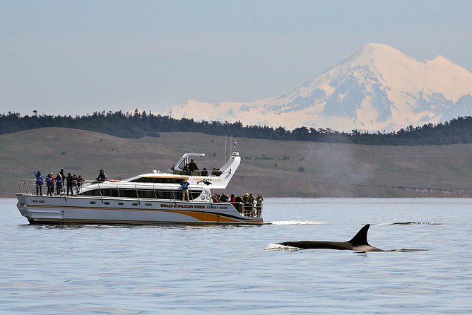 Victoria Whale and Wildlife Cruise - Discover Victoria’s Premier Whale and Wildlife Cruise for $144.06