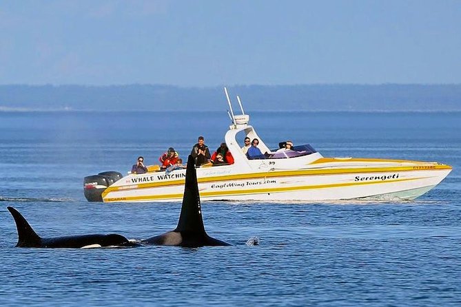 Victoria Whale and Wildlife Cruise - Weather and Clothing Recommendations