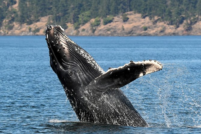 Victoria Whale and Wildlife Cruise - Practical Tips for a Memorable Trip