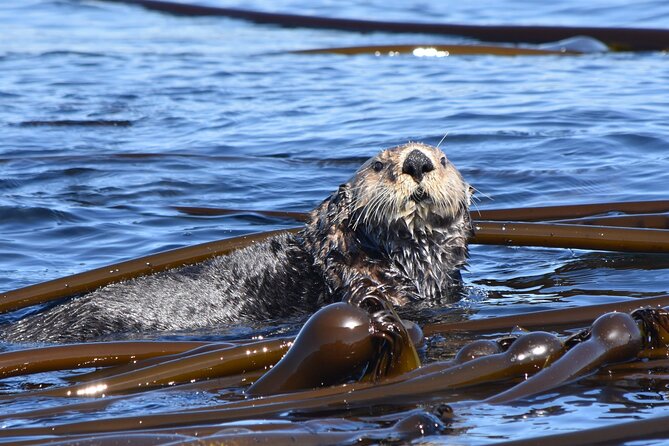 Victoria Whale Watch Tour - The Skilled Guides and Captains