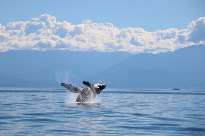 Victoria Whale Watch Tour - Wildlife Viewing Success Rate