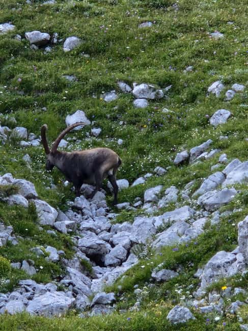 Vienna: 2-day Alpine Mountain Hiking Tour Guide and Transfer - Frequently Asked Questions