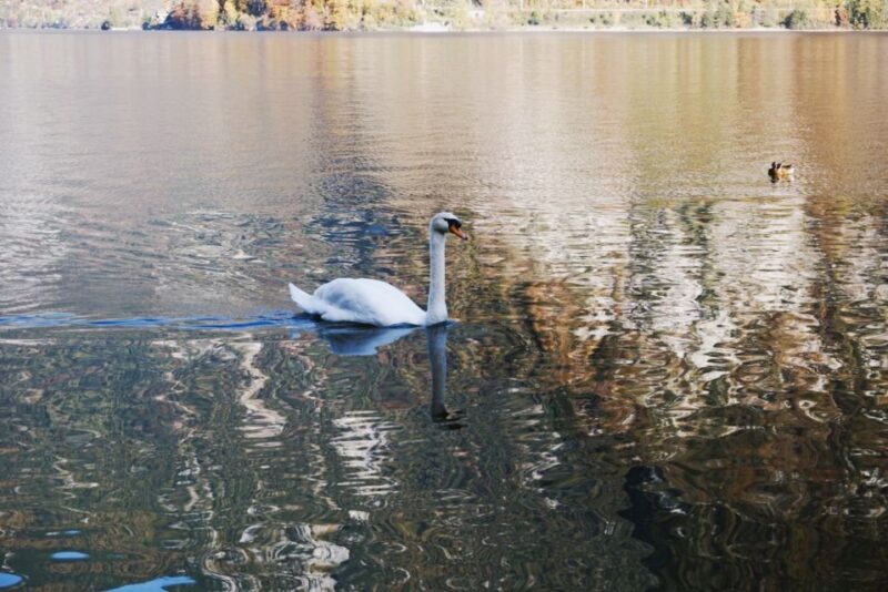 Vienna: Hallstatt & Alpine Peaks Day Trip with Admont Abbey - Frequently Asked Questions