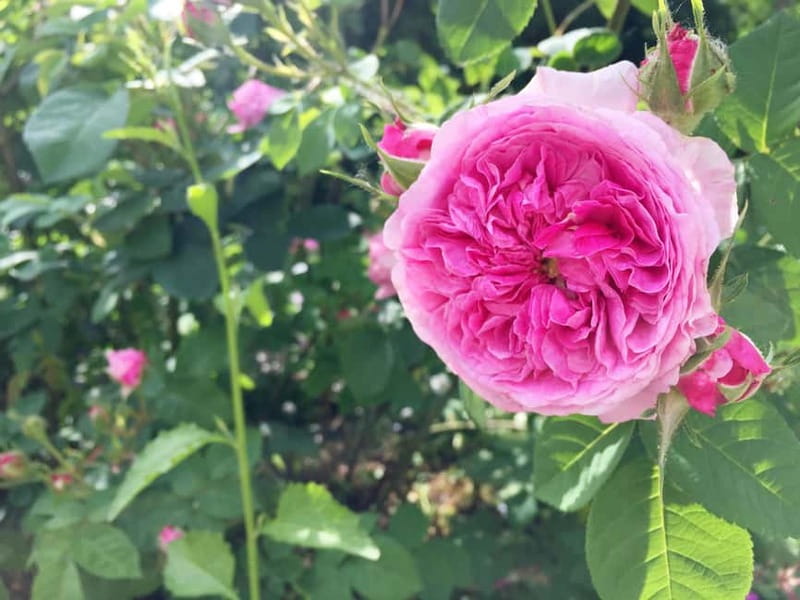 Vienna: Klimt Villa (Gustav Klimt Atelier & Museum) Ticket - Practical Details: Access, Logistics, and Amenities