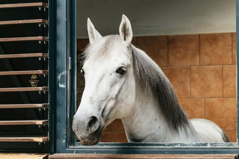 Vienna: Spanish Riding School Guided Architectural Tour - Exploring the Horse Stables and Lipizzaner Stallions