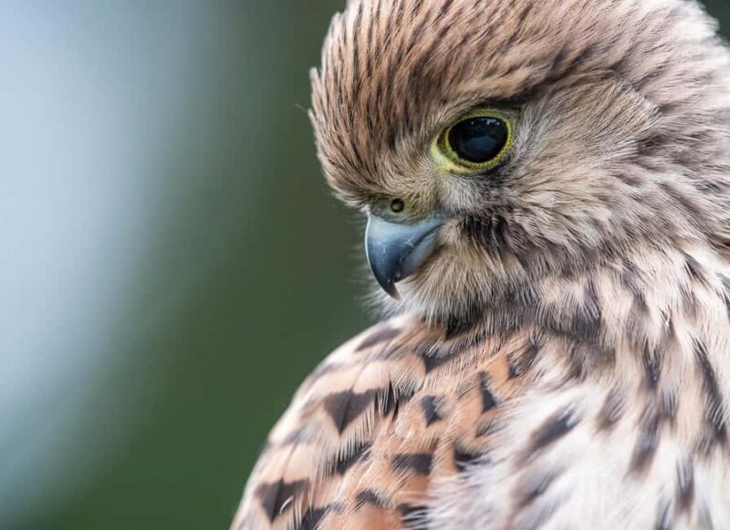 Vienna: Urban Birding  Guided bird watching tour in the big city! - Key Points