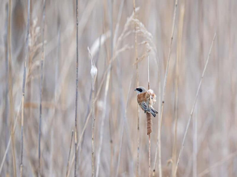 Vienna: Urban Birding  Guided bird watching tour in the big city! - Visiting the Gray Heron Colony in the City Center