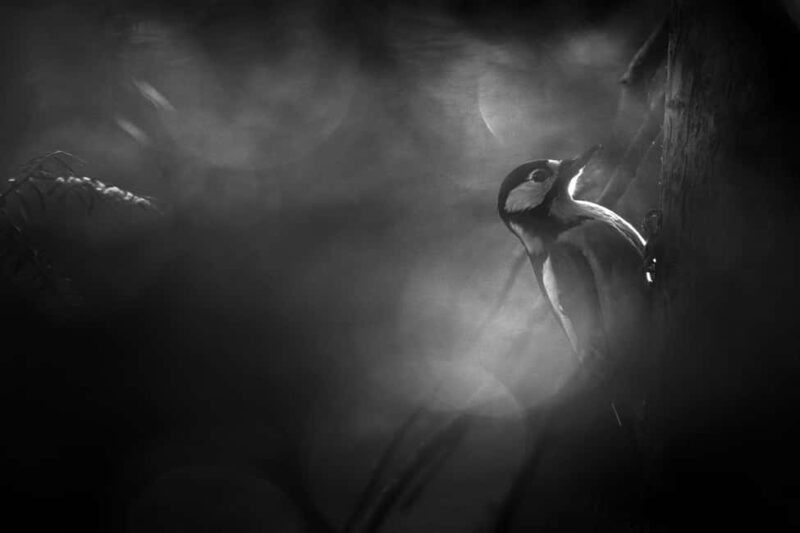 Vienna: Urban Birding  Guided bird watching tour in the big city! - Logistics: Transportation and Walking