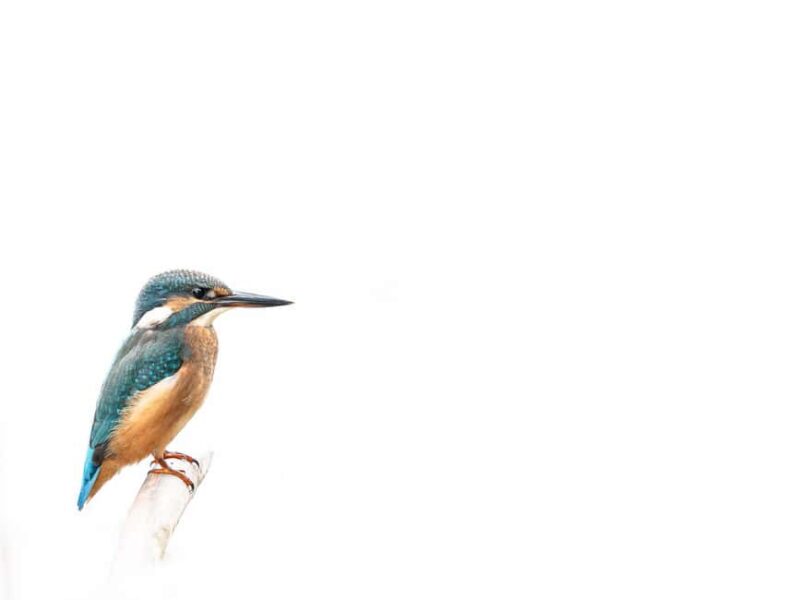 Vienna: Urban Birding  Guided bird watching tour in the big city! - Accessibility and Limitations