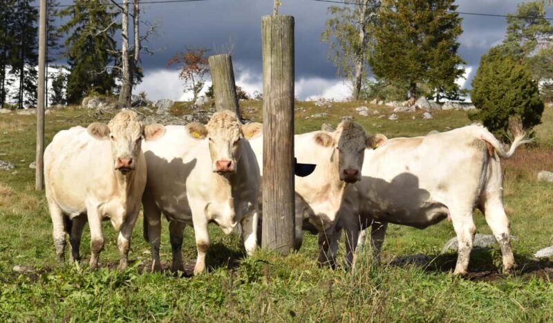 Viking History Half-Day Tour from Stockholm - Visiting a Viking Causeway and Assembly Site