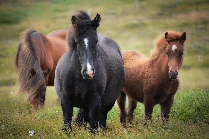 Viking Horse Riding and Golden Circle Tour from Reykjavik - Who Should Consider This Tour