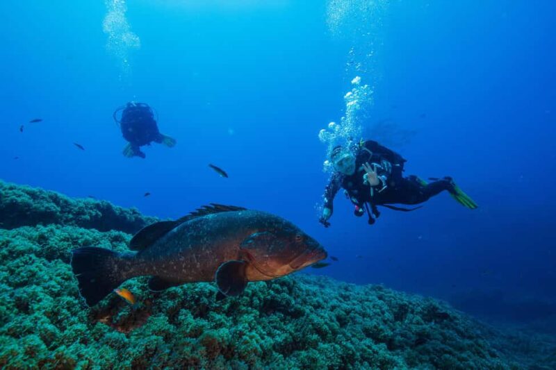Vila Franca do Campo: Boat Diving Guided Tours twice a day. - Key Points
