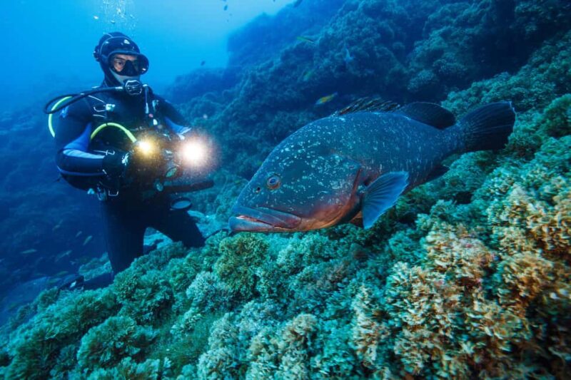 Vila Franca do Campo: Boat Diving Guided Tours twice a day. - Dive Sites for Every Skill Level