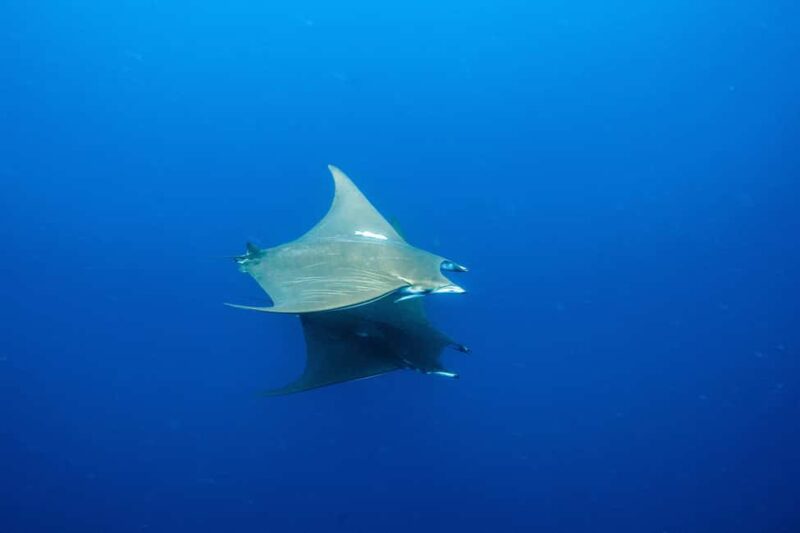 Vila Franca do Campo: Boat Diving Guided Tours twice a day. - Who Should Consider This Tour
