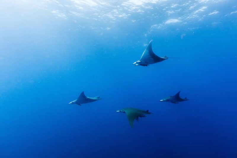 Vila Franca do Campo: Boat Diving Guided Tours twice a day. - Comparing Similar Experiences in the Area