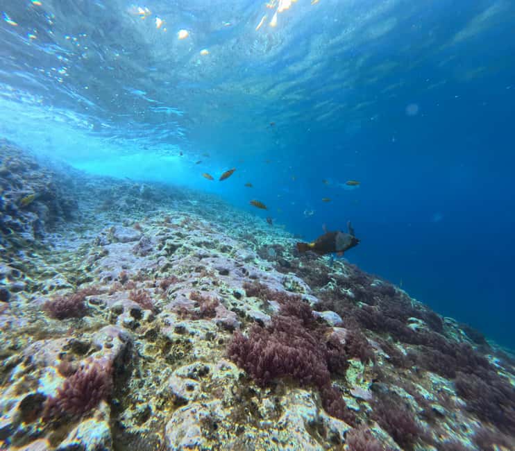 Vila Franca do Campo: Marine Life & Bird Watching & Islet Tour - Snorkeling at the Islets Waters