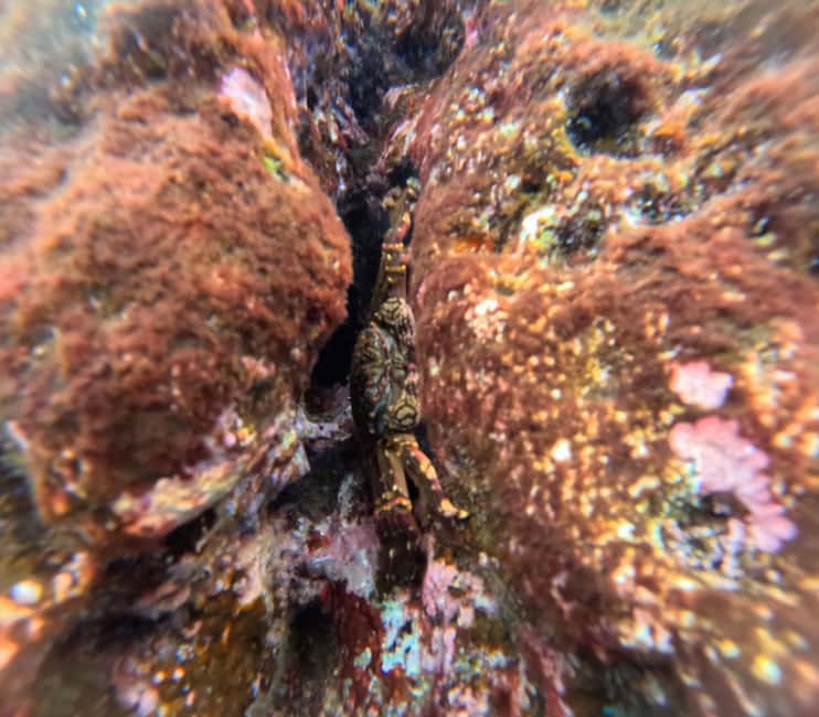 Vila Franca do Campo: Marine Life & Bird Watching & Islet Tour - The Guide and Group Experience