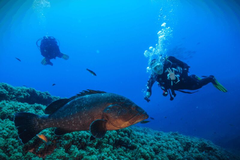 Vila Franca do Campo: Try Scuba Diving for the first time! - Meeting Point at Espirito Azul Dive Center