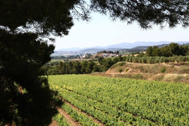 Vilafranca del Penedès: Winery Visit with Tastings - Who Will Appreciate This Tour Most?