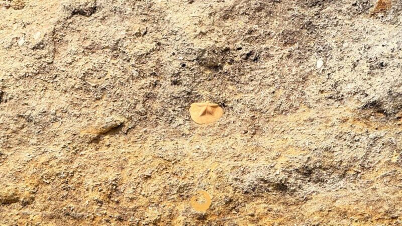 Vilamoura: Benagil Caves and Coastline Boat Tour - Comparing This Tour to Similar Experiences