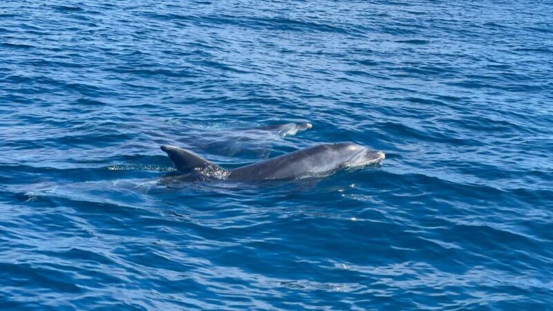 Vilamoura: Private boat Marine Wildlife Watching Safari - Discover the Vilamoura Marine Wildlife Watching Safari