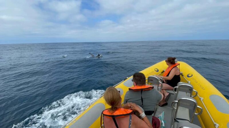 Vilamoura: Private boat Marine Wildlife Watching Safari - The 2-Hour Marine Wildlife Safari Experience