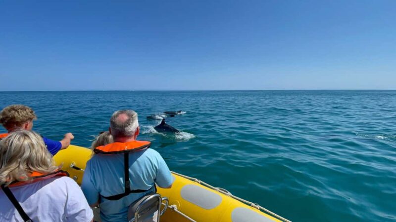 Vilamoura: Private boat Marine Wildlife Watching Safari - The Tours Itinerary and Highlights