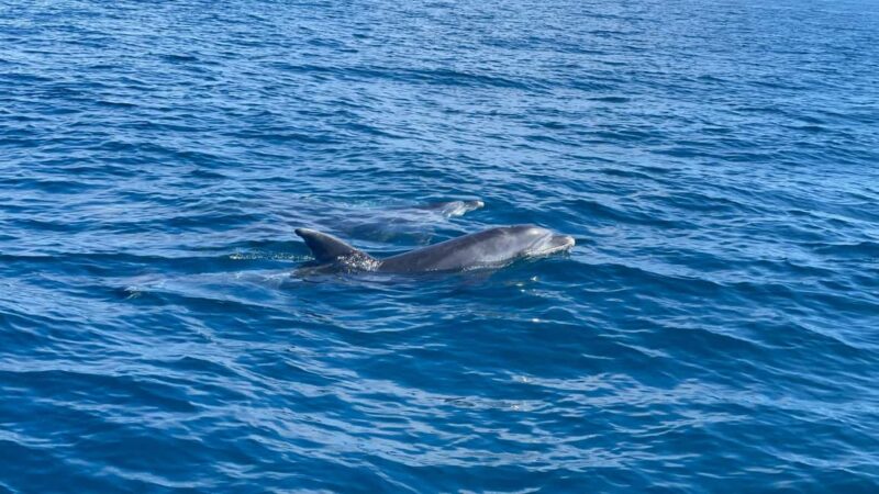 Vilamoura: Private Boat Tour Benagil Cave and Marinha Beach - Dolphins and Marine Wildlife: Watching for Coastal Creatures