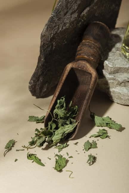 Villacidro - The Cogas ointment: the secrets of herbs - Villacidro - The Cogas ointment: the secrets of herbs