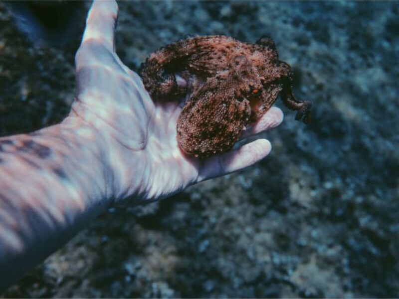 Villajoyosa: Excursión guiada en kayak con snorkel - Discovering the Coveted Playa del Torres and Coastal Caves