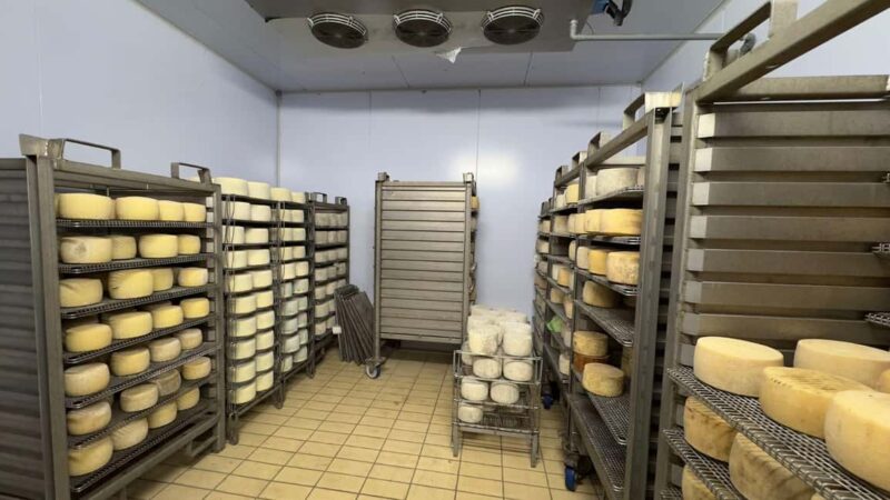 Villanova Monteleone: visit a dairy farm with cheese tasting - The Experience Led by an Expert Cheesemaker