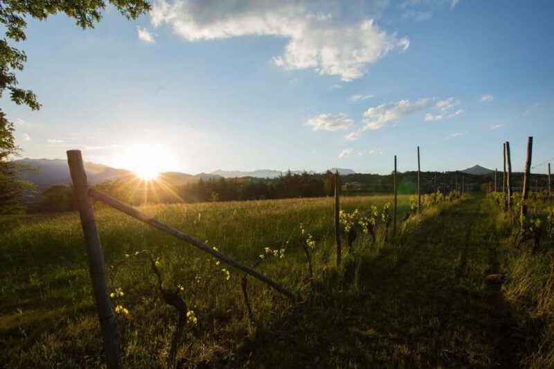 Villarbasse: Picnic in the Vineyard with Nature and Wine - The Authentic Local Food and Wine