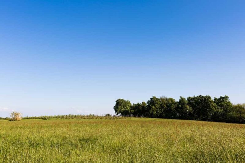 Villarbasse: Picnic in the Vineyard with Nature and Wine - Comfort and Weather Considerations