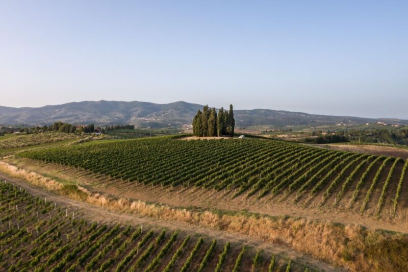Vinci: wine-experience among the Tuscan hills - Who Will Most Enjoy This Tour?
